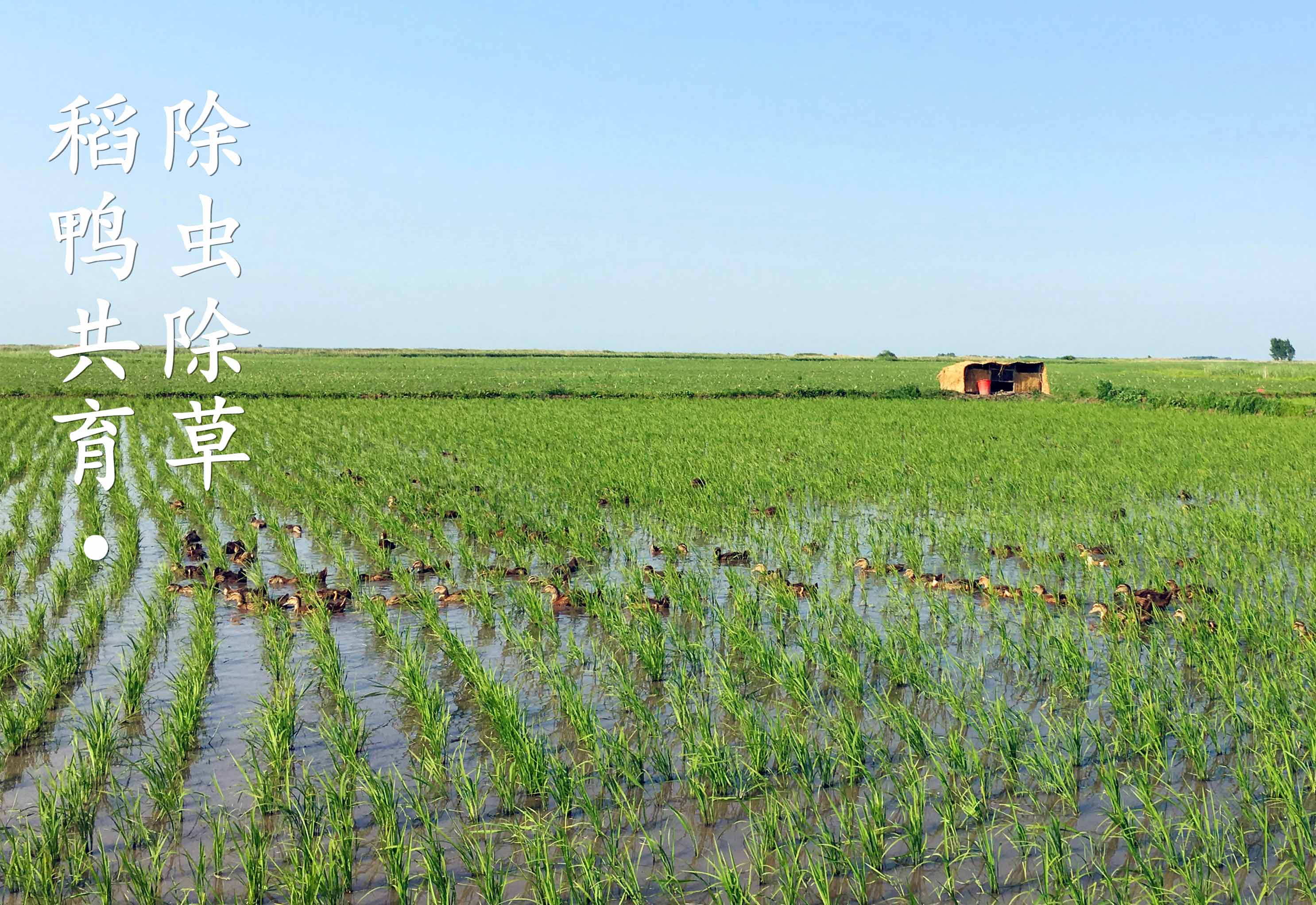 鴨稻共育